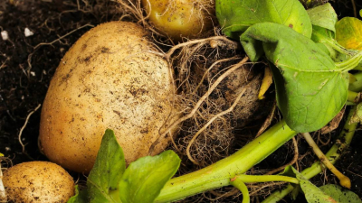 Шокирующий урожай картофеля: майская загадка лунного календаря