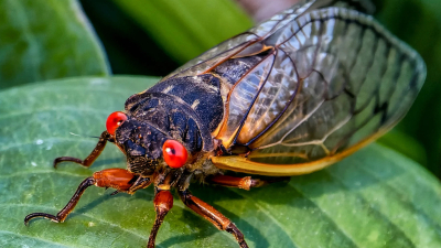 Инновация в сфере закусок: американцы едят цикад как самостоятельное блюдо 