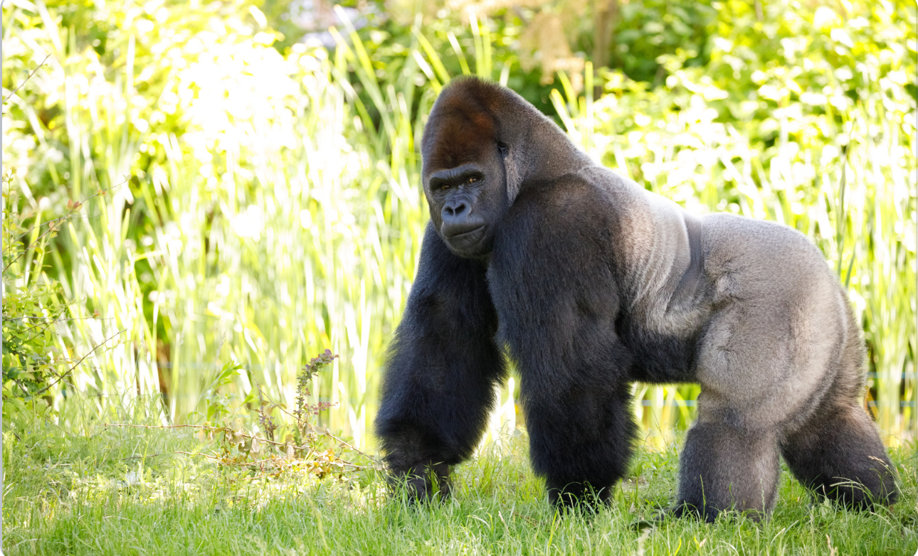 Ученые выяснили, как связаны маленький пенис гориллы и мужское бесплодие