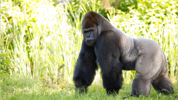 Ученые выяснили, как связаны маленький пенис гориллы и мужское бесплодие