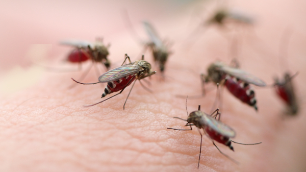 Ученые назвали цвета, которые привлекают комаров