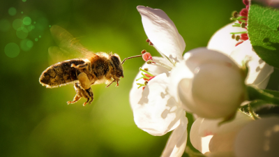Выяснилось, как отличить укус пчелы от шмелиного или осиного