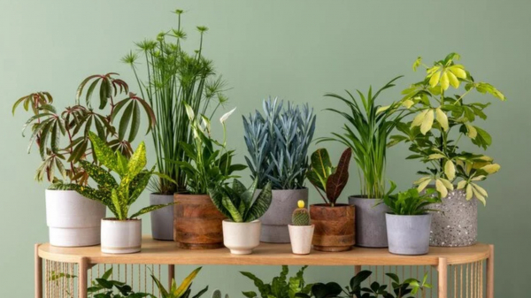 Назван топ-10 самых неприхотливых комнатных растений