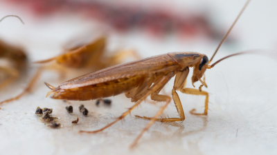 Биолог выяснил, откуда взялись тараканы по всему миру, и при чем тут человечество