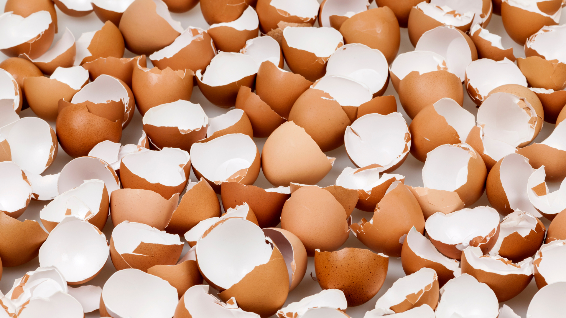Екатеринбуржцев попросили не облизывать яйца ради компенсации
