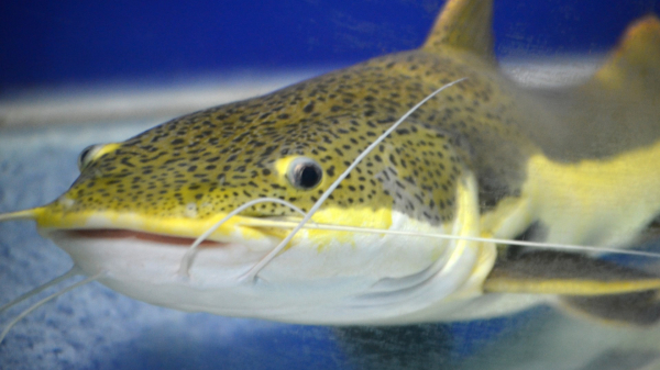 В МАУ разработали проект фермы по разведению сомов