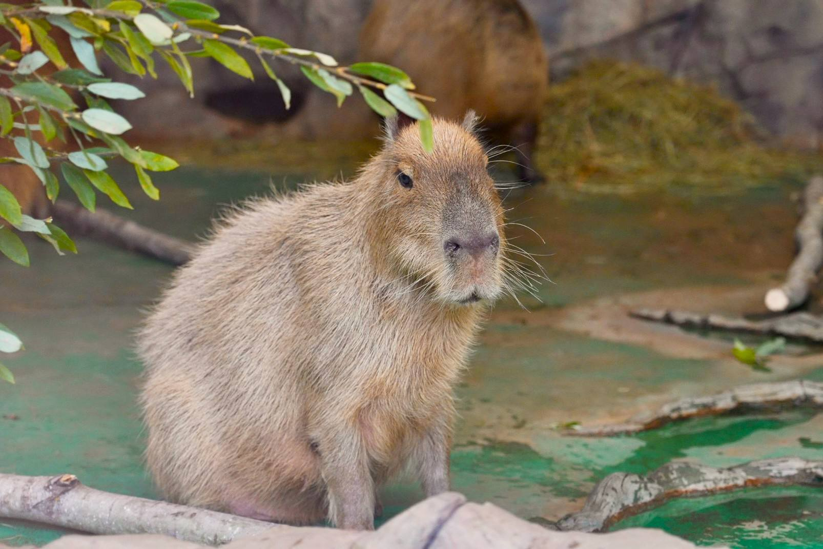 Владимир Мединский «только недавно» узнал о существовании капибар