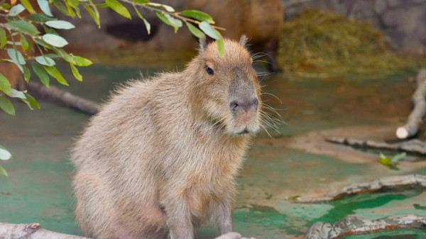 Владимир Мединский «только недавно» узнал о существовании капибар