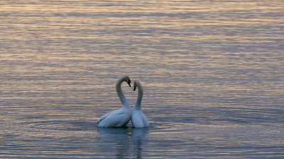Люди вошли в «высшую лигу» моногамии вместе с бобрами
