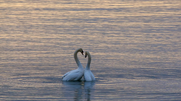 Люди вошли в «высшую лигу» моногамии вместе с бобрами