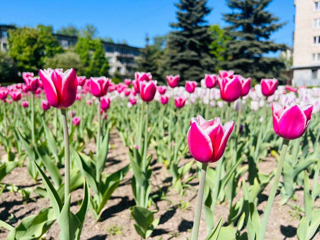 Цена тюльпанов в Астрахани выросла на 70% за год