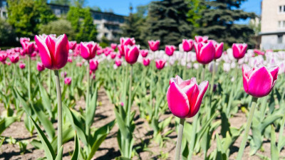 Цена тюльпанов в Астрахани выросла на 70% за год