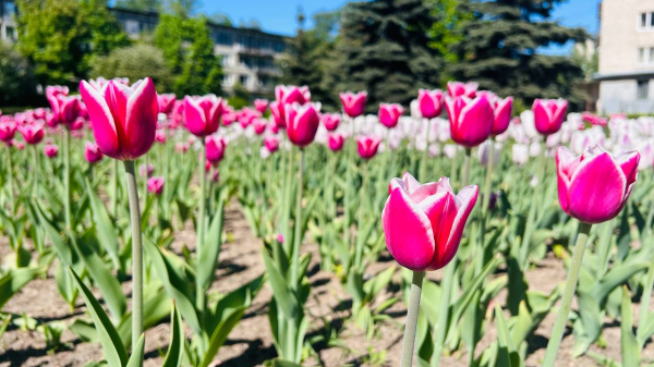 Цена тюльпанов в Астрахани выросла на 70% за год