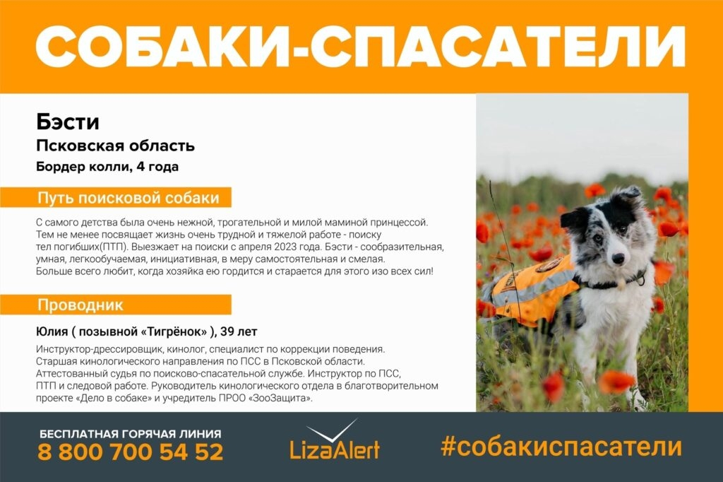 Неизвестный убил бордер-колли Люмен и Бэсти из «ЛизаАлерт» в лесу под Псковом