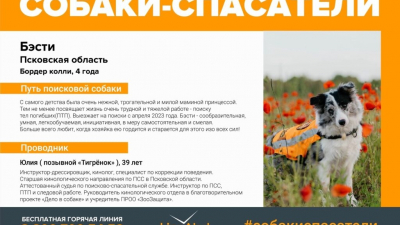 Неизвестный убил бордер-колли Люмен и Бэсти из «ЛизаАлерт» в лесу под Псковом